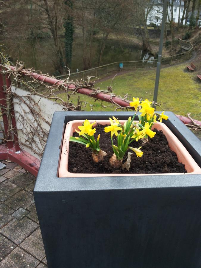 Bertricher Hof Garni 3* Bad Bertrich